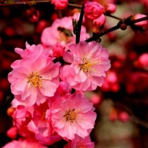 Meet your Posher, Damion